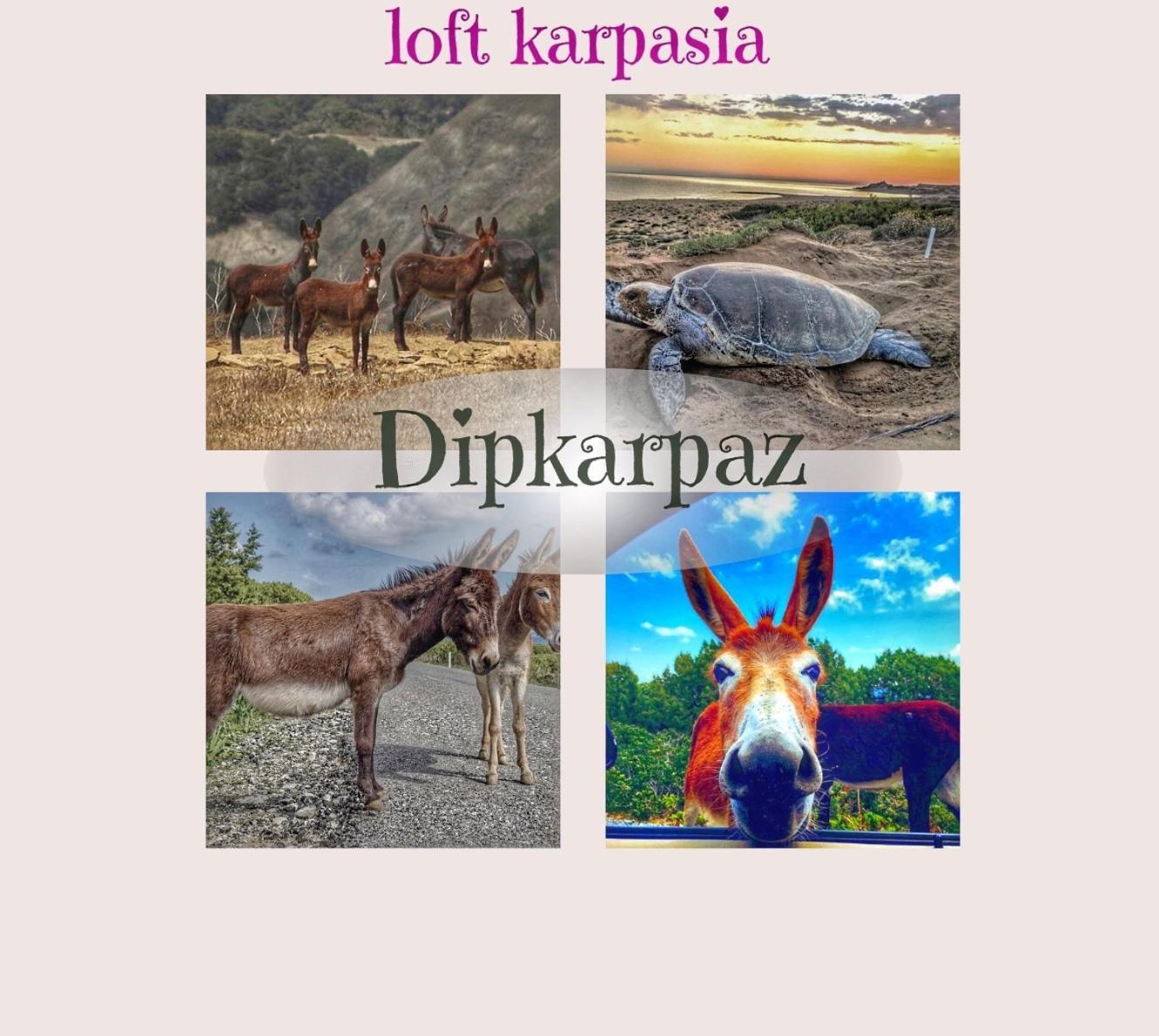 Loft Karpasia Rizokarpaso Экстерьер фото